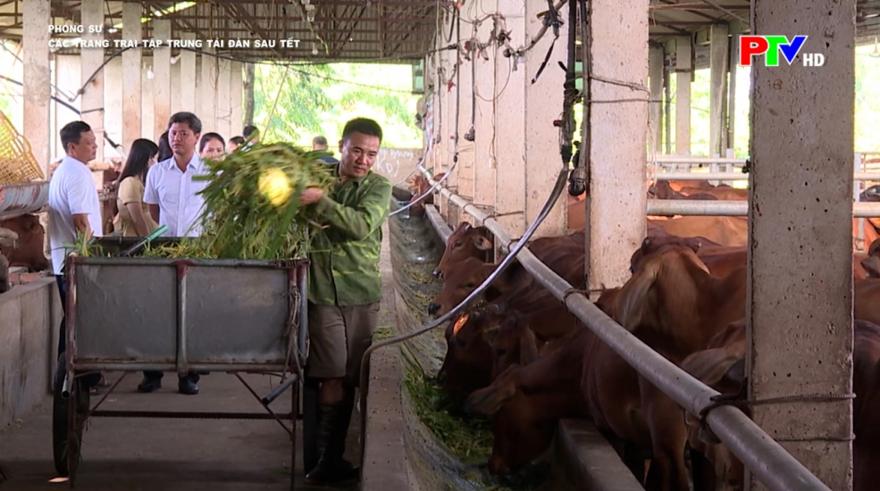 Các trang trại tập trung tái đàn sau Tết Các trang trại tập trung tái đàn sau Tết