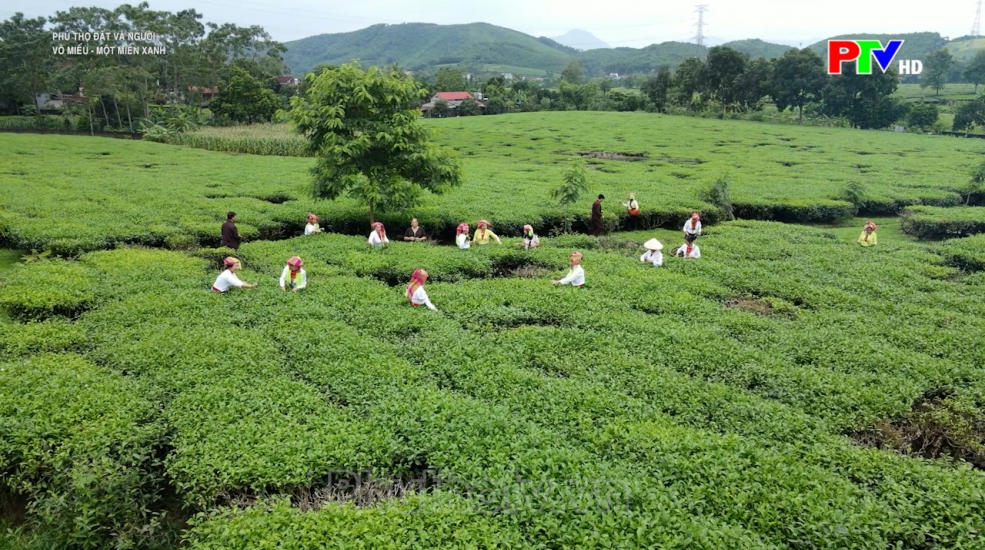 Phú Thọ Đất và Người: Võ Miếu – một miền xanh