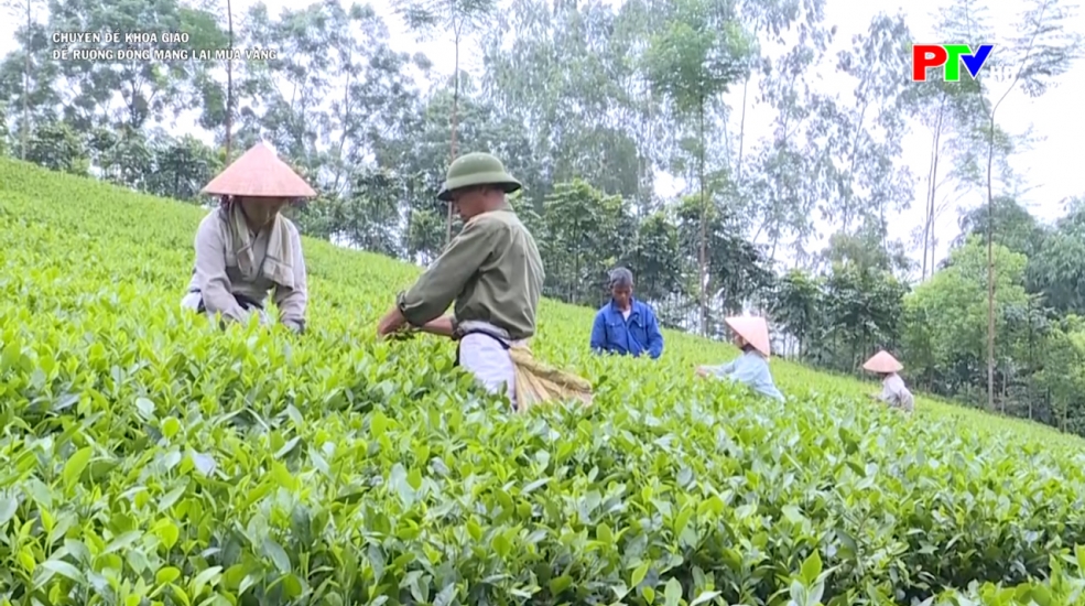 Để ruộng đồng mang lại mùa vàng