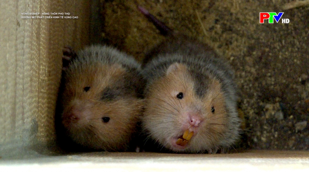 Hướng mở phát triển kinh tế vùng cao