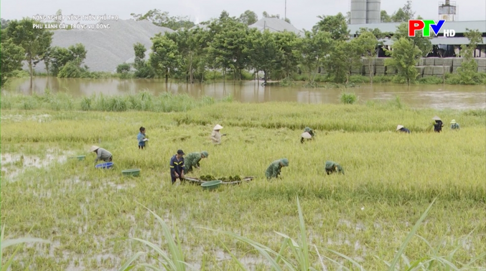 Phủ xanh cây trồng vụ Đông Phủ xanh cây trồng vụ Đông