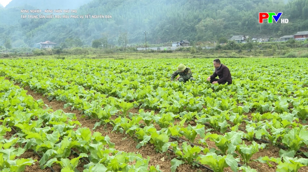 Tập trung sản xuất rau màu phục vụ Tết Nguyên đán Tập trung sản xuất rau màu phục vụ Tết Nguyên đán