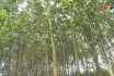 Để rừng phát triển bền vững