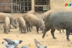 Hiệu quả mô hình chăn nuôi lợn rừng lai