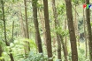 Hiệu quả mô hình chuyển hóa rừng trồng cây gỗ lớn