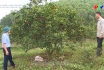 Nâng cao chất lượng cây ăn quả có múi