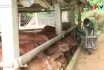 Nâng cao chất lượng đàn gia súc
