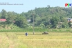 Nông thôn mới Phú Thọ - Nhân rộng mô hình thu gom bao bì thuốc bảo vệ thực vật