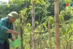 Nông nghiệp Phú Thọ: Phát triển cây chanh leo ở Kiệt Sơn