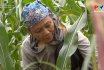 Nông nghiệp Phú Thọ: Liên kết sản xuất tiêu thụ ngô sinh khối