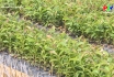 Nông nghiệp Phú Thọ - Phát triển kinh tế từ vườn ươm