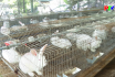 Nông nghiệp Phú Thọ - Liên kết trong chăn nuôi thỏ