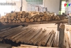 Phát triển nghề chế biến gỗ ở miền núi