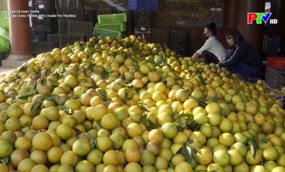 Hội nhập và phát triển - Từ chuẩn vùng trồng đến chuẩn thị trường
