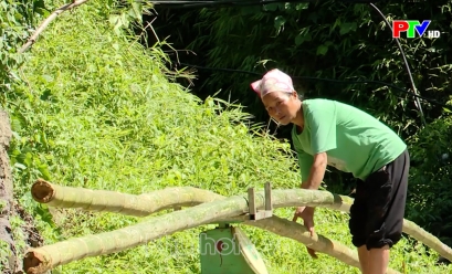 Tạp chí thông tin kinh tế - Đánh thức tiềm năng kinh tế từ cây luồng Tạp chí thông tin kinh tế - Đánh thức tiềm năng kinh tế từ cây luồng