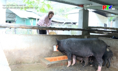 Tạp chí thông tin kinh tế - Tạo giá trị lợn bản địa từ mô hình HTX