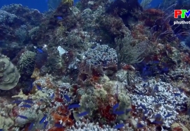 Câu hỏi vì sao - Tìm hiểu về loài san hô