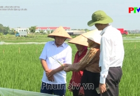 Chủ động phòng ngừa sâu bệnh hại lúa mùa