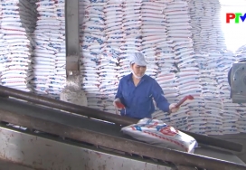 Công ty Supe phốt phát và hóa chất Lâm Thao với nông dân