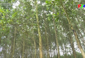 Để rừng phát triển bền vững