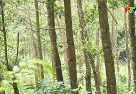 Hiệu quả mô hình chuyển hóa rừng trồng cây gỗ lớn