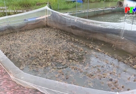 Khởi nghiệp - Mô hình nuôi ếch ở sông Đà