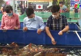 Kỹ thuật nuôi cá Koi Nhật Bản