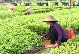 Làm giàu trên quê hương