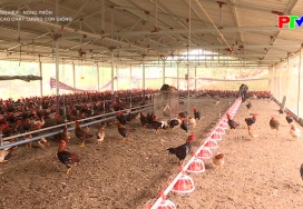 Nâng cao chất lượng con giống