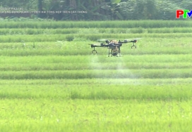 Nông nghiệp Phú Thọ - Hiệu quả UDQL dịch hại tổng hợp trên cây trồng