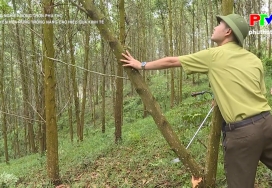 Trồng rừng thâm canh, nâng cao hiệu quả kinh tế