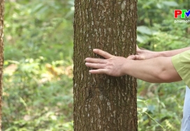 Chuyển hóa và chăm sóc rừng trồng cây gỗ lớn