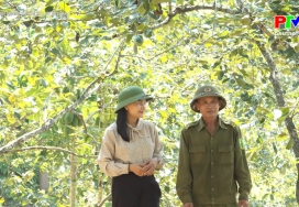 Nông nghiệp Phú Thọ: Cây hồng trên đất Gia Thanh