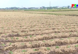 Nông nghiệp Phú Thọ: Đẩy mạnh sản xuất vụ đông