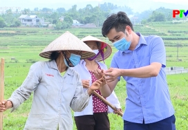 Nông nghiệp Phú Thọ: Phát triển cây màu hiệu quả trong vụ mùa