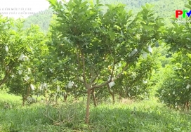 Nông thôn mới Phú Thọ - Đẩy mạnh phát triển kinh tế trang trại