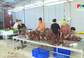 Nông thôn mới Phú Thọ - Xây dựng chuỗi cung ứng nông lâm thủy sản an toàn