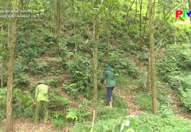 Chăm sóc rừng trồng gỗ lớn