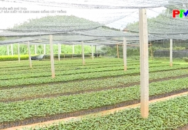 Nông thôn mới Phú Thọ - Quản lý sản xuất và kinh doanh giống cây trồng