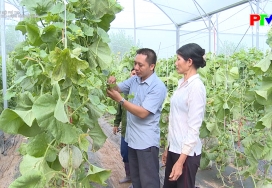 Nông thôn mới Phú Thọ: Nâng cao chất lượng nông sản sạch