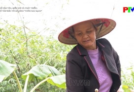 Phụ nữ Tân Sơn với mô hình Vườn rau sạch