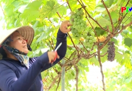 Thị trường tiêu dùng ngày 12-4-2026