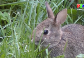 Những câu hỏi vì sao: Tìm hiểu về loài thỏ