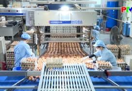 Thông tin nông nghiệp - Chuẩn bị nguồn cung thực phẩm Tết Thông tin nông nghiệp - Chuẩn bị nguồn cung thực phẩm Tết