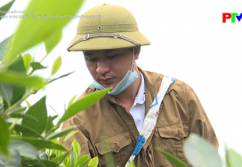 Nông thôn mới Phú Thọ - Thực hiện nghị quyết 05 về hỗ trợ phát triển nông nghiệp