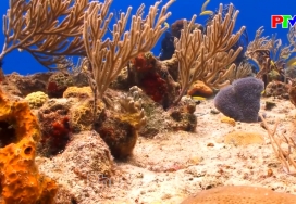 Tìm hiểu các loài sinh vật biển