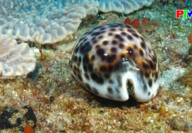 Tìm hiểu về loài san hô