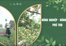 Nhân rộng các mô hình khuyến nông hiệu quả