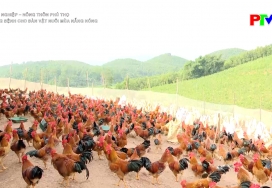 Nông nghiệp nông thôn - Phòng bệnh cho đàn vật nuôi mùa nắng nóng