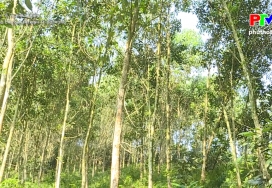 Nâng cao giá trị kinh tế đồi rừng